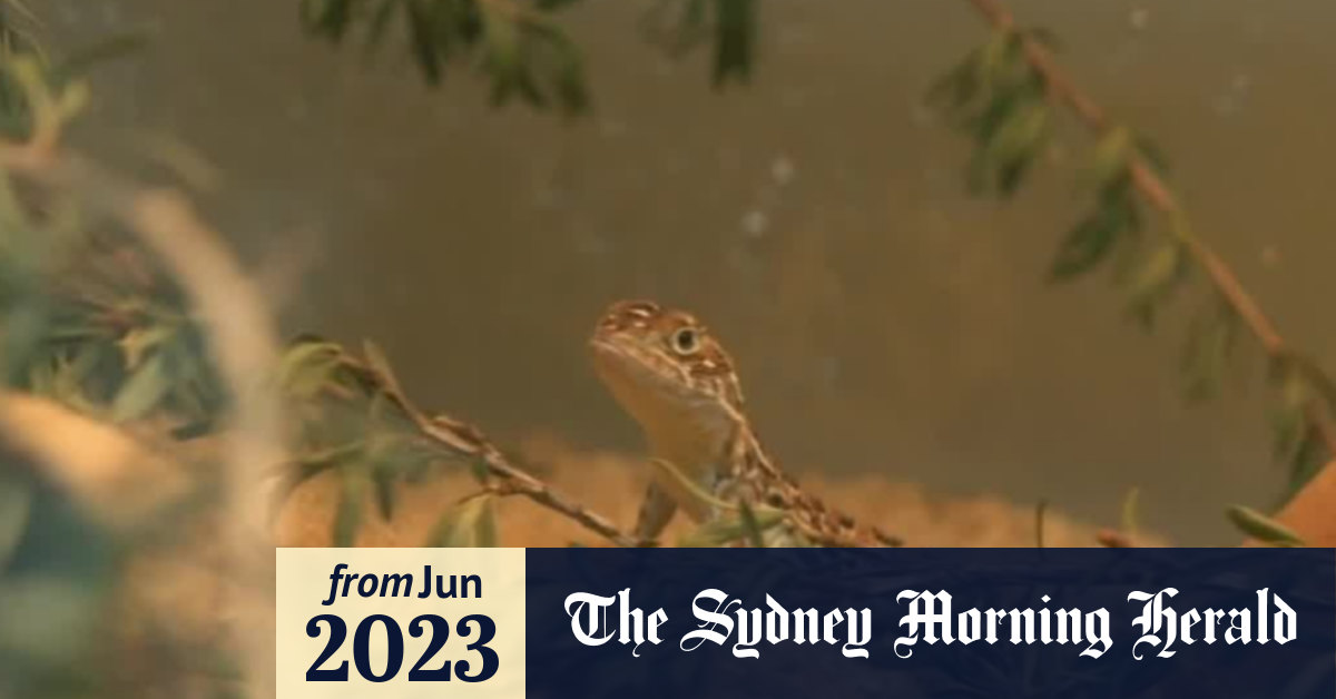 Video: Reptile thought extinct rediscovered